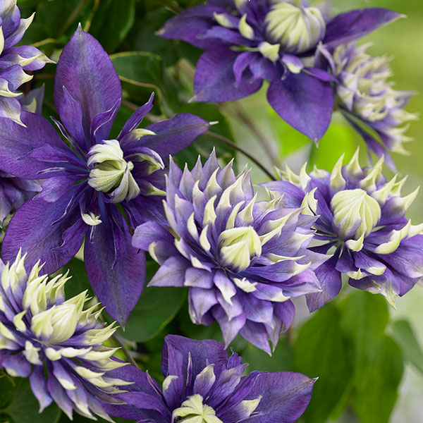 Buy clematis (group 3) Clematis 'Taiga (PBR)' Delivery by Crocus
