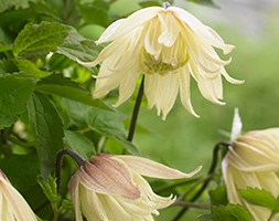 Clematis koreana Amber (andapos;Wit141205andapos;) (PBR) (RHS Chelsea Flower Show Plant of the Year 2016 - clematis (group 1))