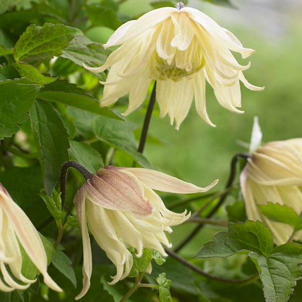 Buy RHS Chelsea Flower Show Plant of the Year 2016 - clematis (group 1 ...