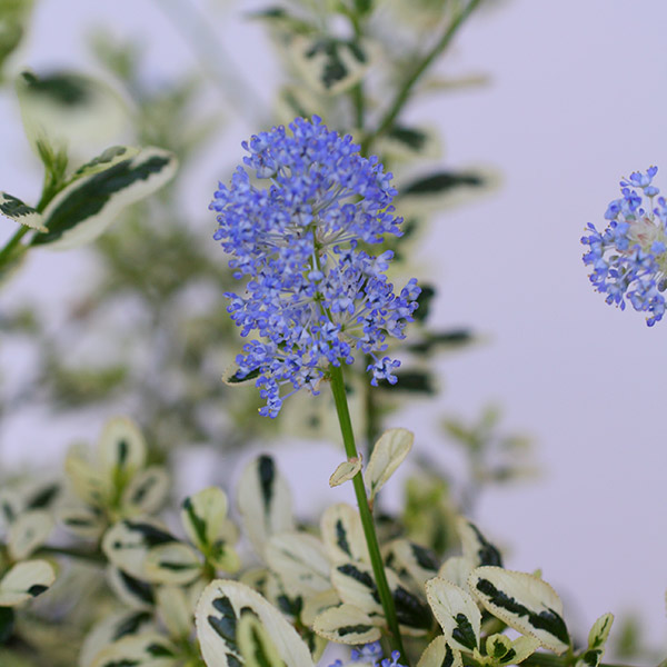  lilac Ceanothus thyrsiflorus 'Cool Blue': Delivery by Crocus