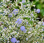 Ceanothus thyrsiflorus Cool Blue