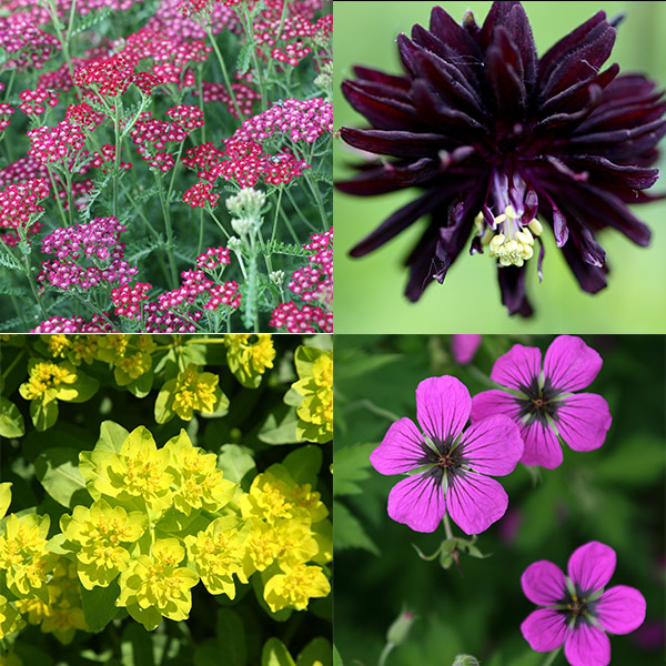 Buy Low maintenance plant combination Low maintenance 'plant