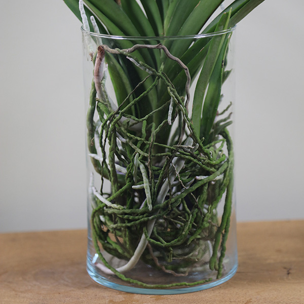 Buy vanda orchid in a glass vase Vanda 