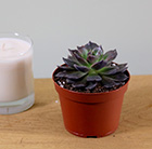Echeveria Black Prince