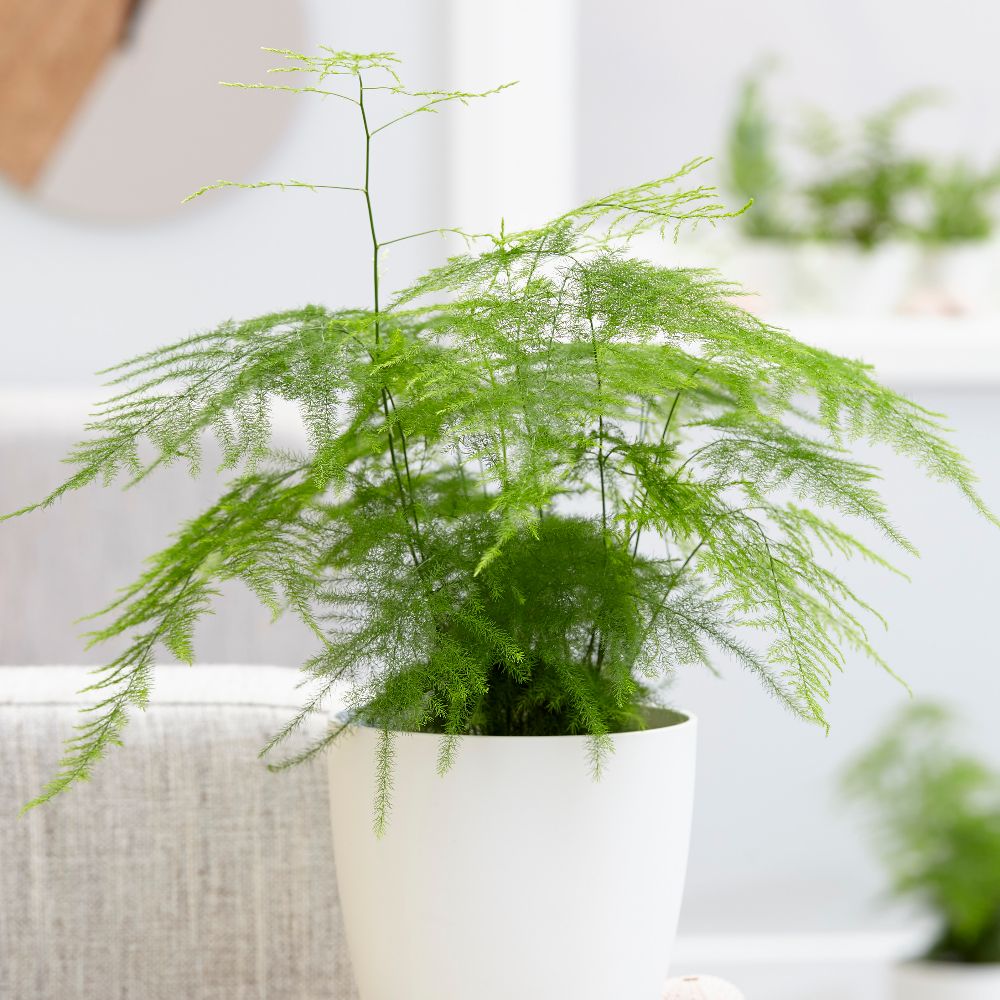 Buy asparagus fern plumosus Asparagus setaceus