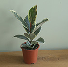 Ficus elastica Tineke