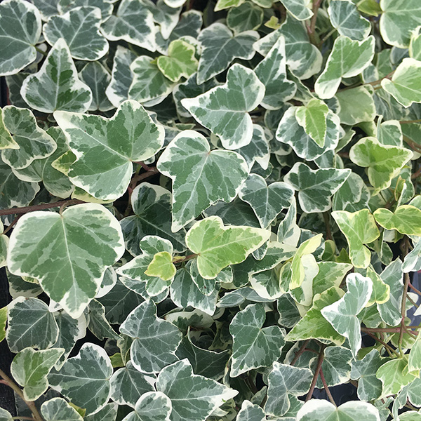 Buy Variegated Ivy Hedera Helix White Wonder Delivery By Crocus 