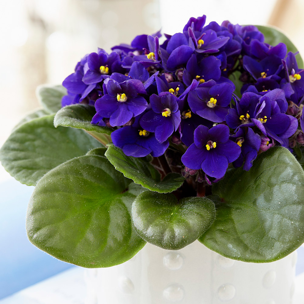 Buy African violet Saintpaulia 'Top Dark Blue': Delivery by Crocus