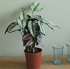 Calathea White Star