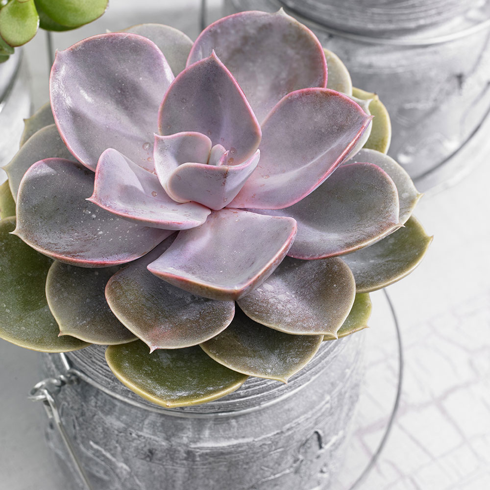 buy hen and chicks succulent syn perle von nurnberg echeveria perle von n 252 rnberg delivery buy hen and chicks succulent syn perle von nurnberg echeveria perle von n 252 rnberg delivery