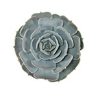 Echeveria lilacina