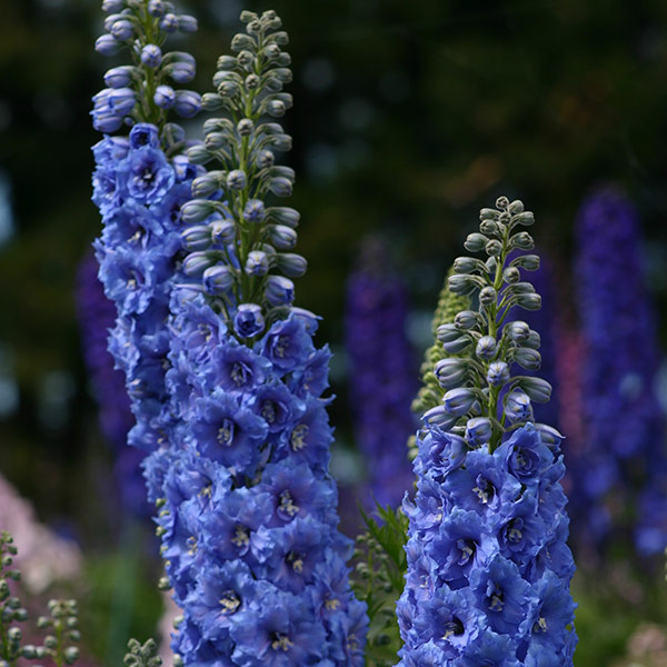 Buy delphinium Delphinium 'Blue Lace (New Millennium Series)': Delivery ...