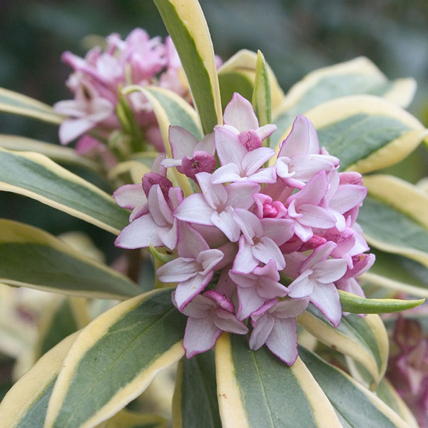 Buy daphne Daphne odora 'Rebecca ('Hewreb') (PBR)' Delivery by Crocus