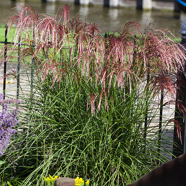 Buy Chinese silver grass Miscanthus sinensis 'Red Cloud ('Emphis01 ...