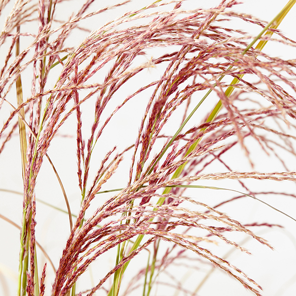 buy-chinese-silver-grass-miscanthus-sinensis-red-cloud-emphis01