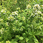 Origanum onites