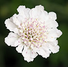 Scabiosa incisa Kudo White