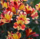 Alstroemeria Indian Summer ('Tesronto') (PBR)