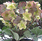 Helleborus × ballardiae Candy Love (PBR)
