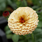 Calendula Banana Blizzard (PBR)