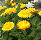 Calendula Golden Glaze (PBR)