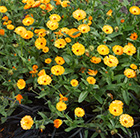 Calendula Amber Arctic (PBR)