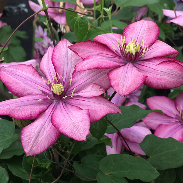 Buy clematis (group 2) Clematis 'Paradiso ('Zo11154') (PBR)' Delivery by Crocus