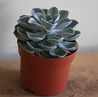 Echeveria Green Pearl (PBR)