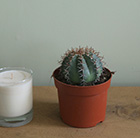 Melocactus matanzanus