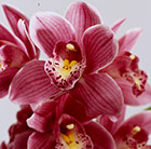 Cymbidium Peggy Sue