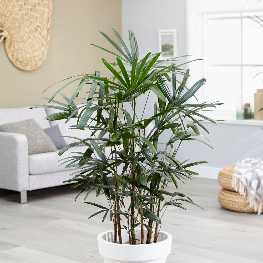 bamboo-palm-plant-care-thriftyfun