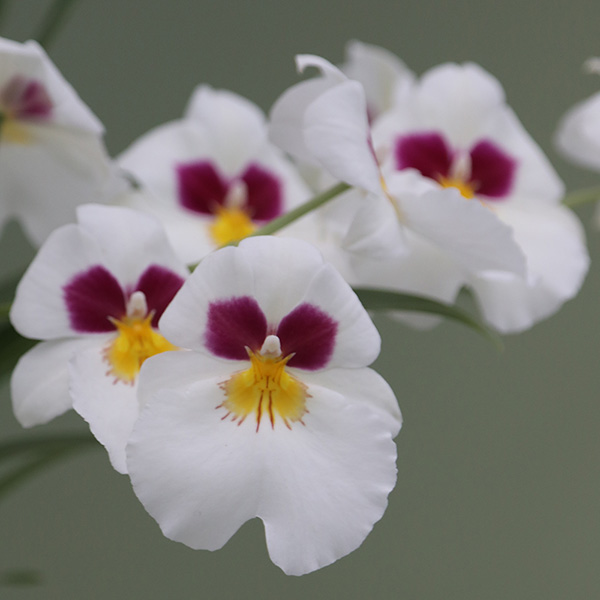 Buy pansy orchid Miltoniopsis 'Herr Alexander' Delivery by Waitrose