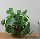 Pilea peperomioides