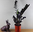 Zamioculcas zamiifolia Raven ('Dowton') (PBR)