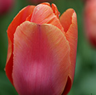 Tulipa Apricot Impression (PBR)
