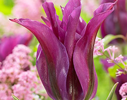 Tulipa andapos;Purple Dollandapos; (viridiflora tulip bulbs)