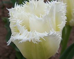 Tulipa andapos;Honeymoonandapos; (fringed tulip bulbs)