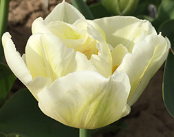 Tulipa andapos;Mondialandapos; (PBR) (double early tulip bulbs)