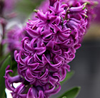 Hyacinthus orientalis Purple Sensation