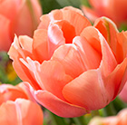Tulipa Menton Exotic