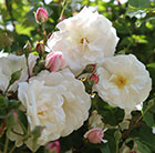 Rosa Adélaïde d'Orléans