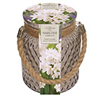 Narcissus papyraceus Ziva and glass jar