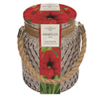 amaryllis 'Red Lion'and glass gift jar