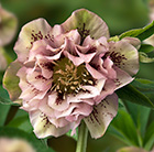 Helleborus x hybridus Double Ellen Pink Spotted