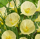 Narcissus romieuxii Julia Jane