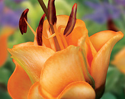 Lilium 'Apricot Fudge' (lily bulb)