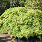 Acer palmatum Dissectum