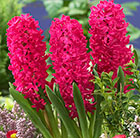 Hyacinthus orientalis Jan Bos
