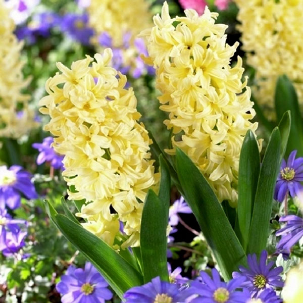 Buy 'prepared' hyacinth bulbs for forcing Hyacinthus orientalis 'City