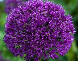 Allium hollandicum andapos;Purple Sensationandapos; (XL Landscaping pack of bulbs)